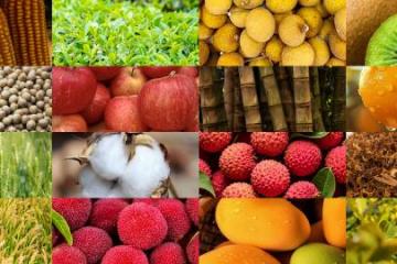 智慧农业按下“加速键”，极目无人机重塑传统农业生产方式